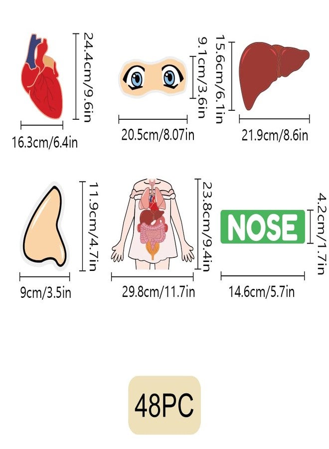 BEUNITONE Body Parts Learning Felt Story Board for Family 48 Pcs Large Preschool Human Organ Name Words Useful Felt Story Board Set Wall Activity for Birthday Christmas New Year Gifts - Image 3